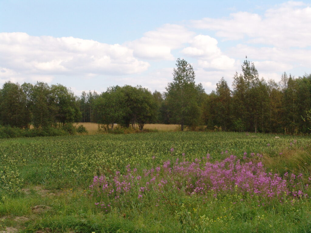 JumA_K_D69 (50) Latvajärven maisema