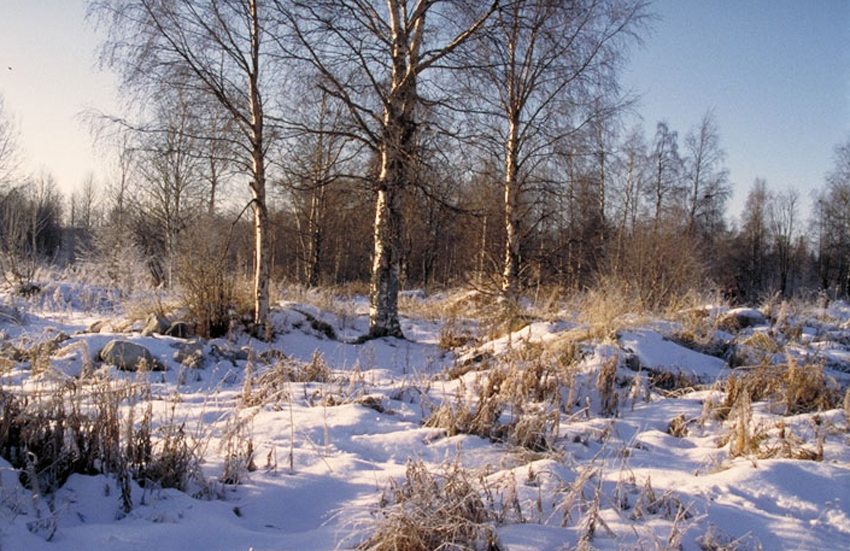 Vuokinsalmen metsämaisema